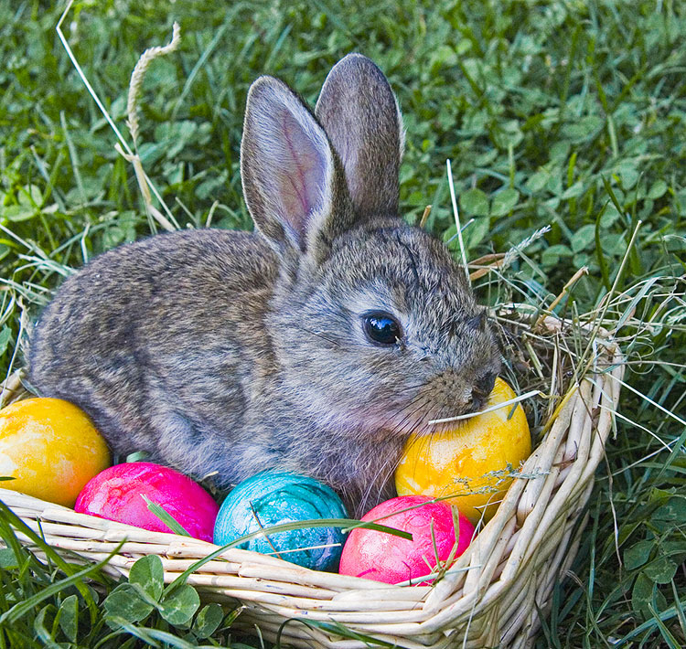 Ein Hase sitzt in einem Korb mit bunte Eiern.